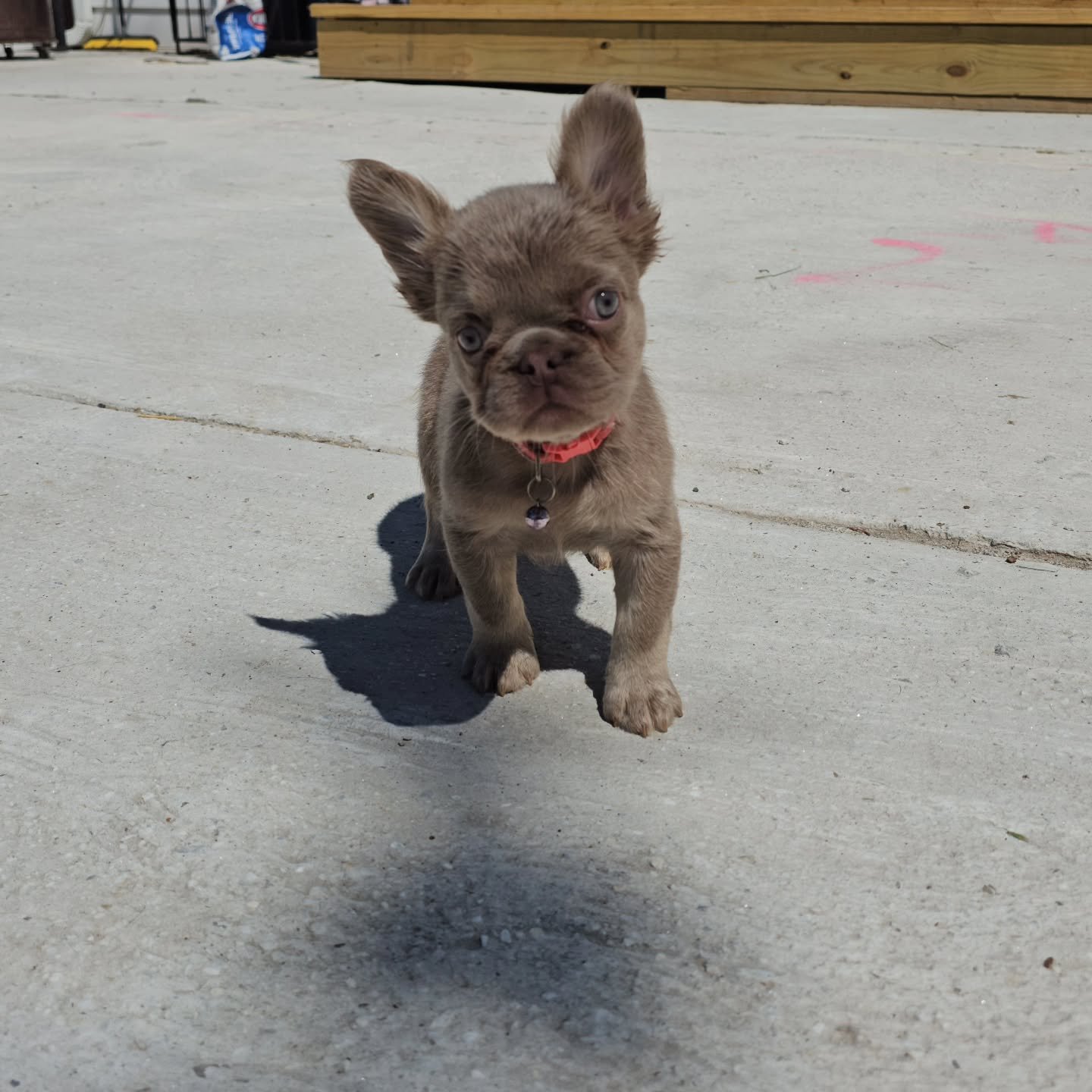 Happy FabFrenchies family