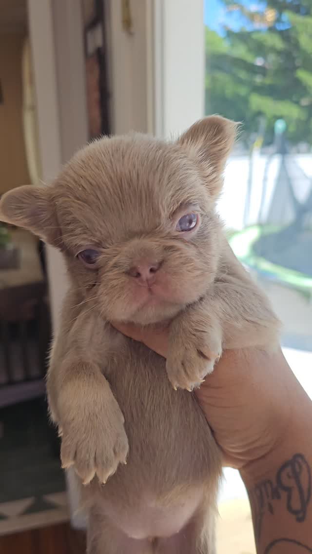 Happy FabFrenchies family