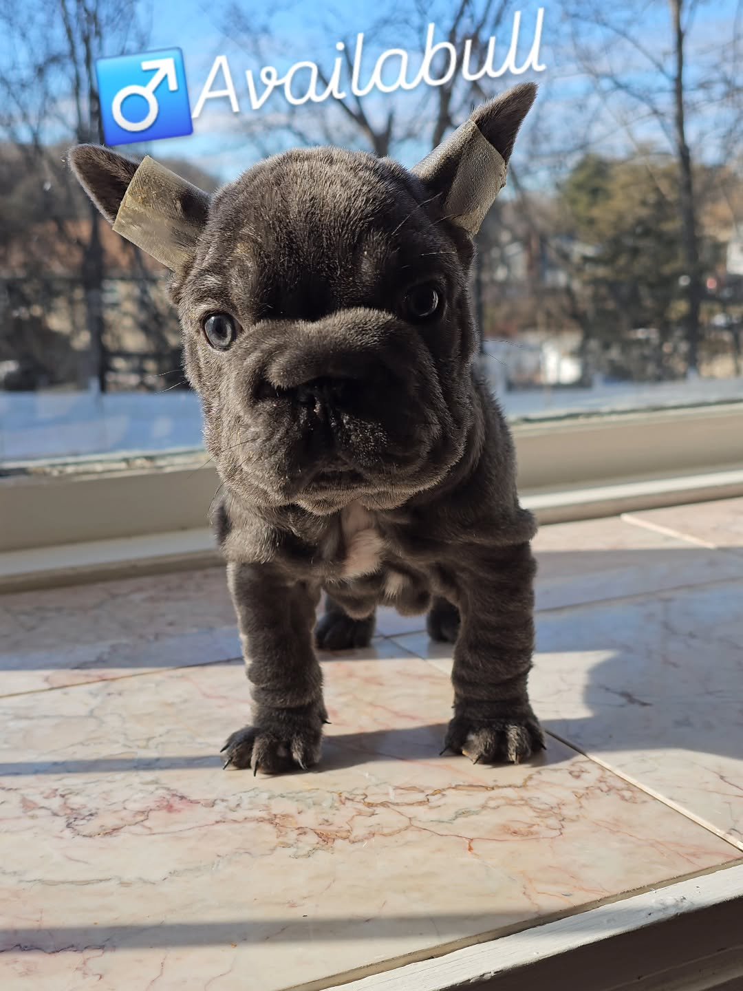 Happy FabFrenchies family