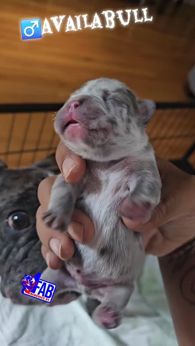 Happy FabFrenchies family