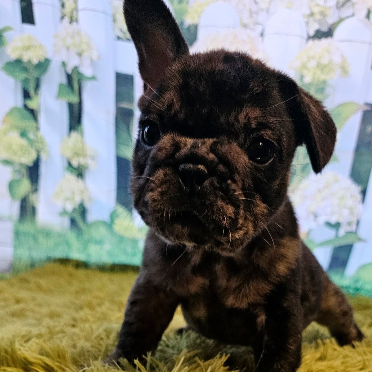 Vinicius Jr