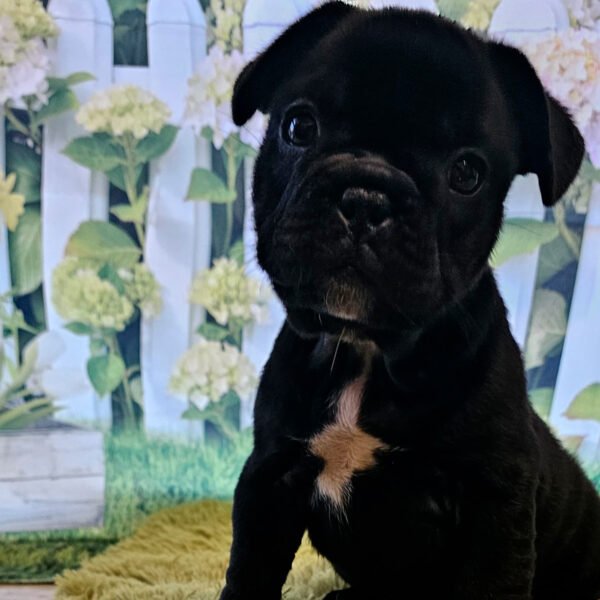 Tyson