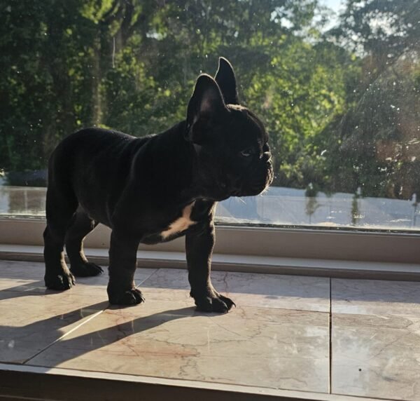 Tyson - Imagen 2